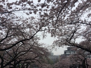 北の丸公園　桜